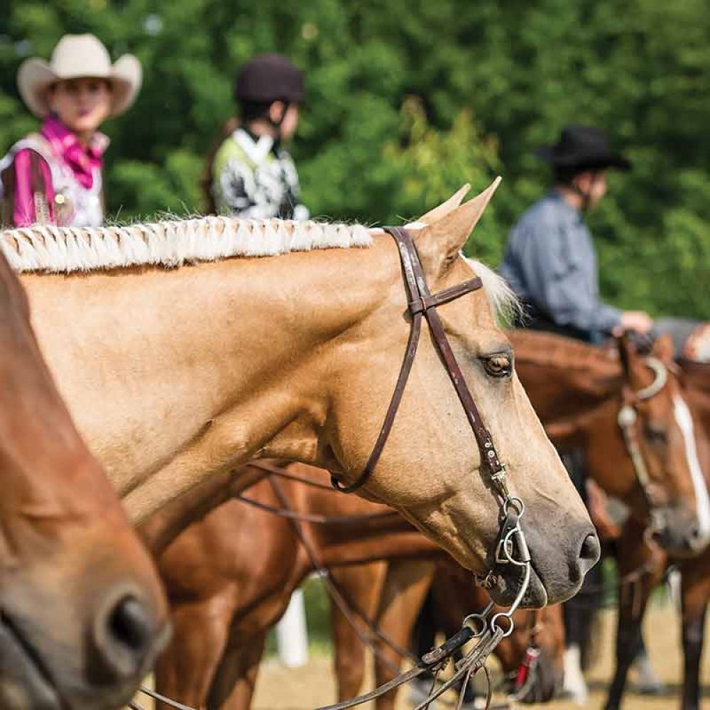 HorseTackConsignment High Plains Cattle Supply