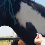 Coggins Test on Horses for Equine Infectious Anemia