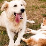 National Pet Fire Safety Day