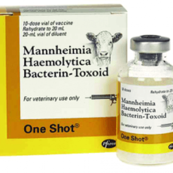 One Shot (Pasteurella) Vaccine