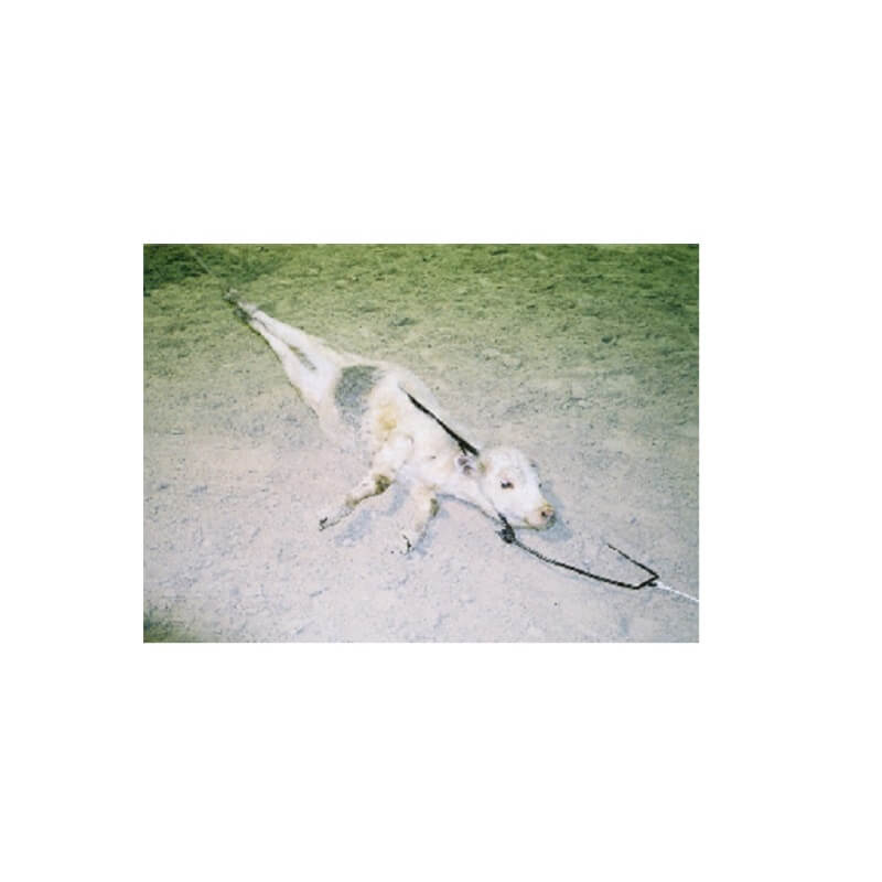 Cow Country Branding Fork - Image 2