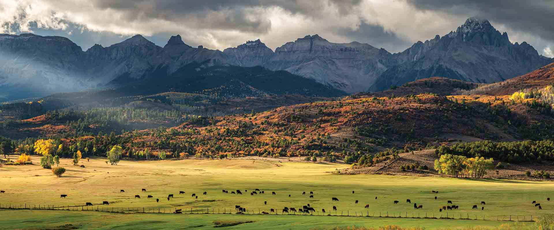 farmranchsupplystore High Plains Cattle Supply
