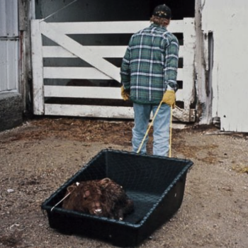 Koehn Kozy Kalf Sled with Net