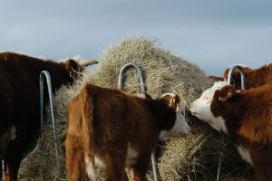 Cows and calf eating from round bale feeder