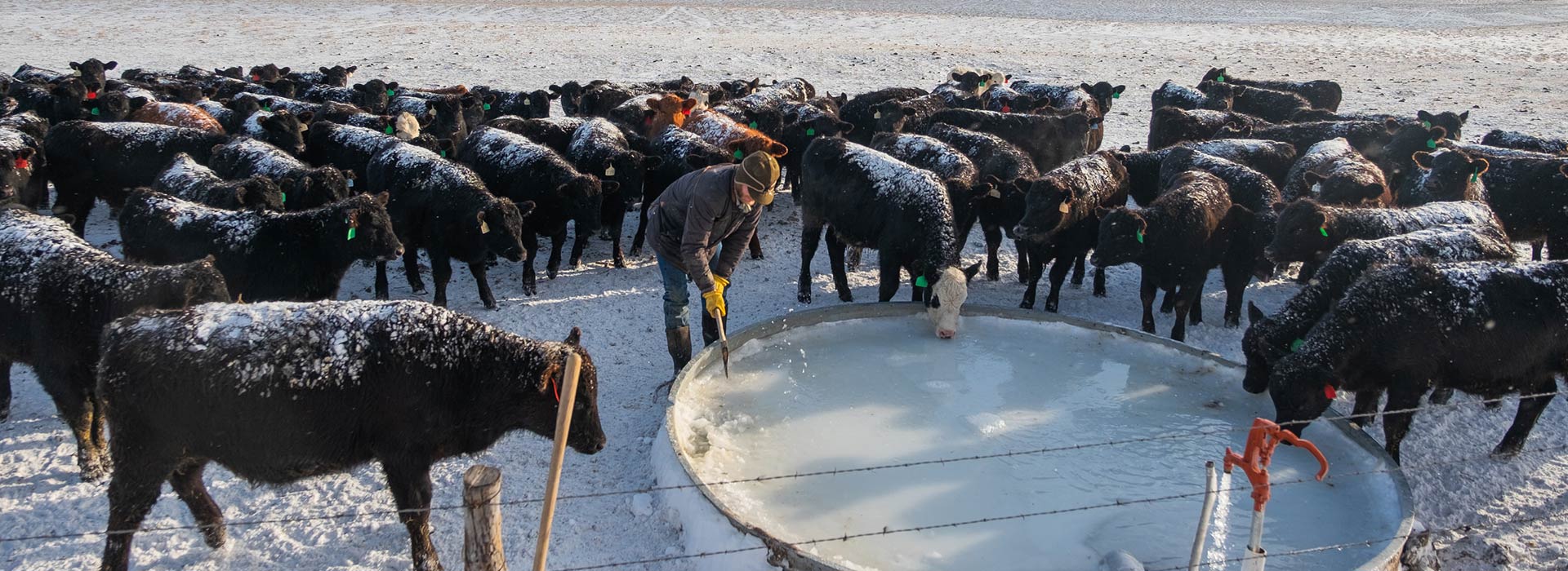 livestocktankdeicersheaters High Plains Cattle Supply